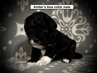 Toy Poodle dogs AKC Amber's Blue Collar Male - Ad 20