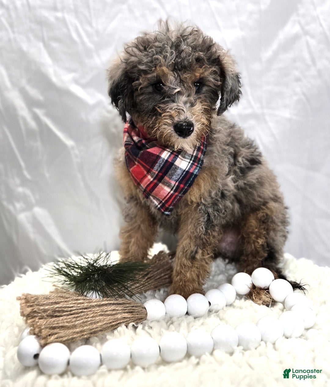 Mini Sheepadoodle dogs for sale: Juno - Ad 5