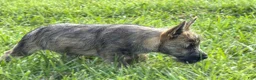 Cairn Terrier dogs for sale: Daisy  - Ad 4