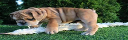 English Bulldog dogs for sale: Dash - Ad 4