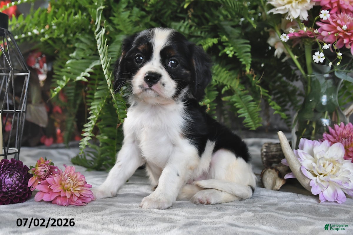 Cavalier King Charles Spaniel dogs Jaxon - Ad 2