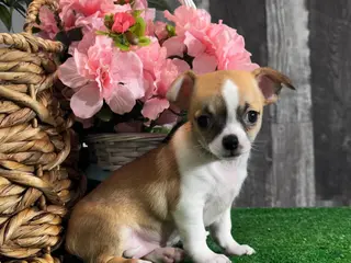 Chihuahua dogs Foxy - Ad 7