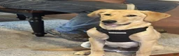 Labrador Retriever dogs for sale: Blue Collar Male - Ad 1