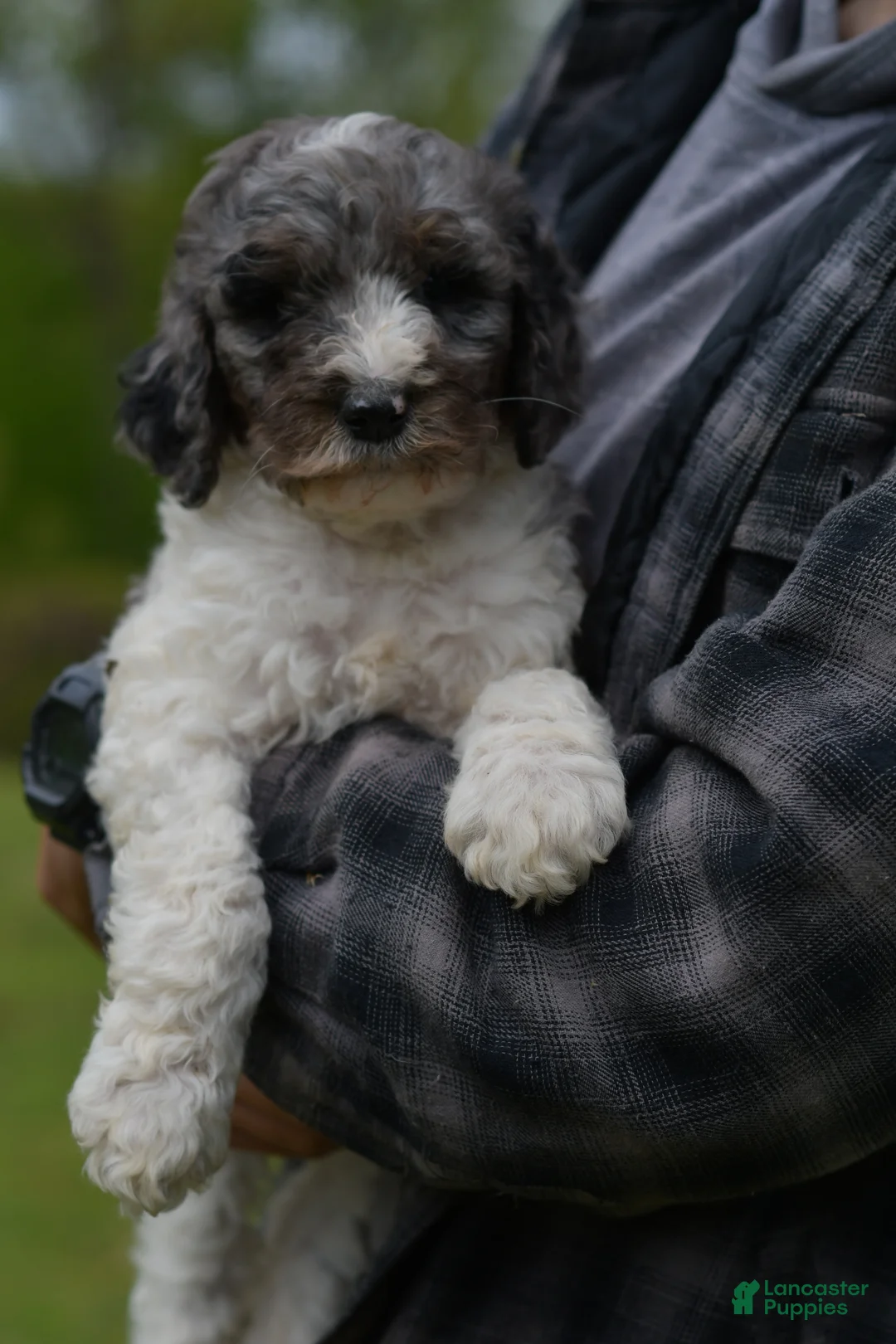 Standard Poodle dogs for sale: Birdie, Standard Poodle Puppy 9 - Ad 2