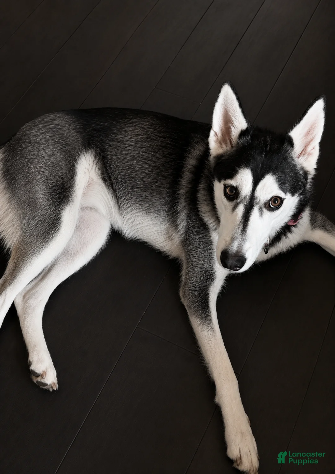 Mixed Breed dogs for sale: Bandit - Ad 2