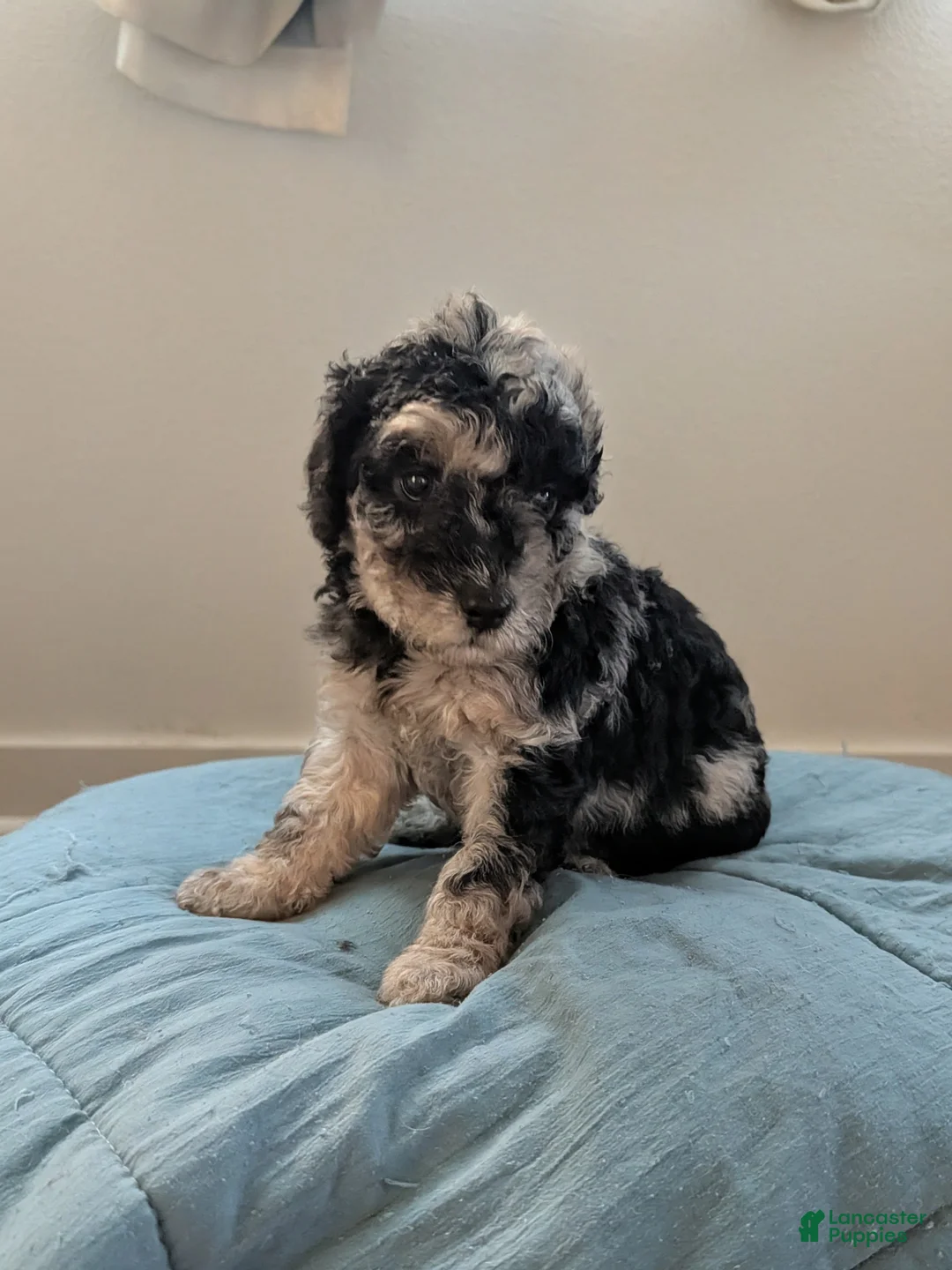 Mixed Breed dogs for sale: Golden Aussiedoodle 6 - Ad 2