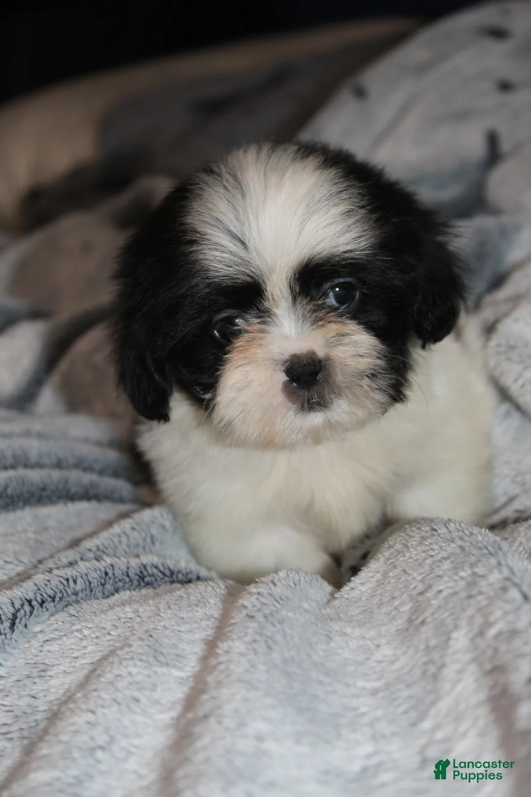 Shih Tzu dogs for sale: Walter - Ad 2
