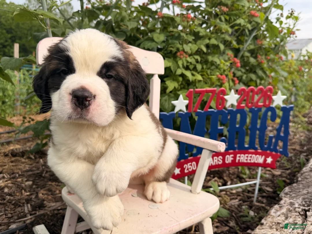 Saint Bernard dogs for sale: Buster - Ad 2