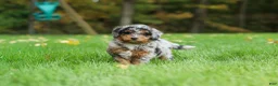 Mini Bernedoodle dogs for sale: Billie - Ad 11