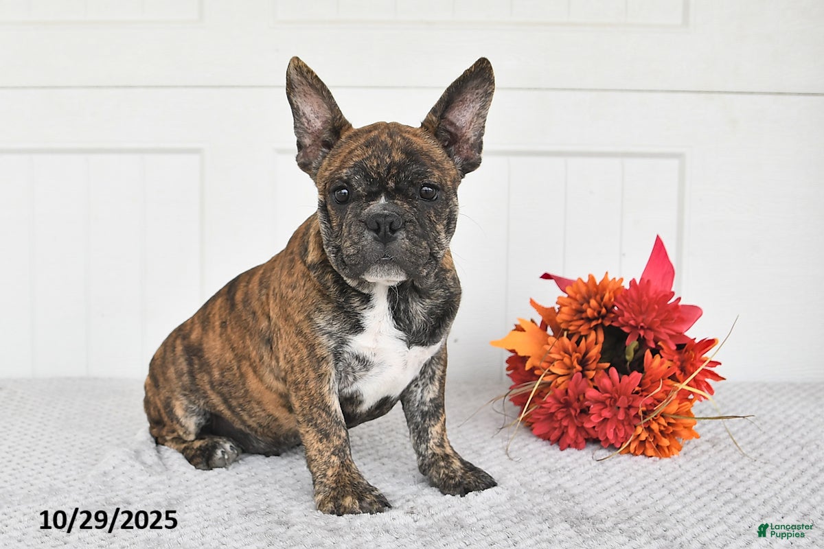 Frenchton Puppies for sale in Ohio Lancaster Puppies