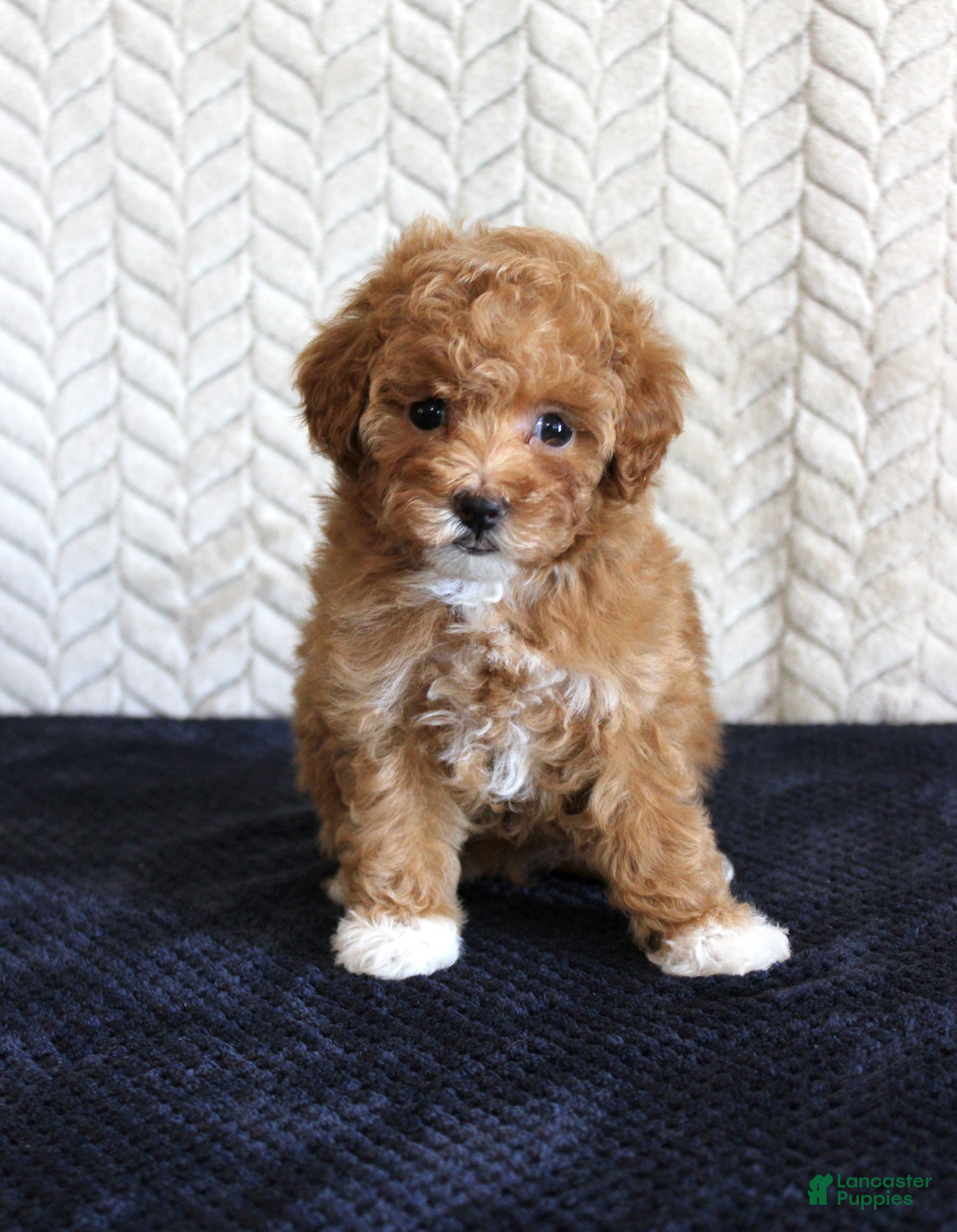 Toy Poodle dogs Summer - Ad 24