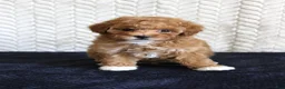 Toy Poodle dogs for sale: Summer - Ad 1