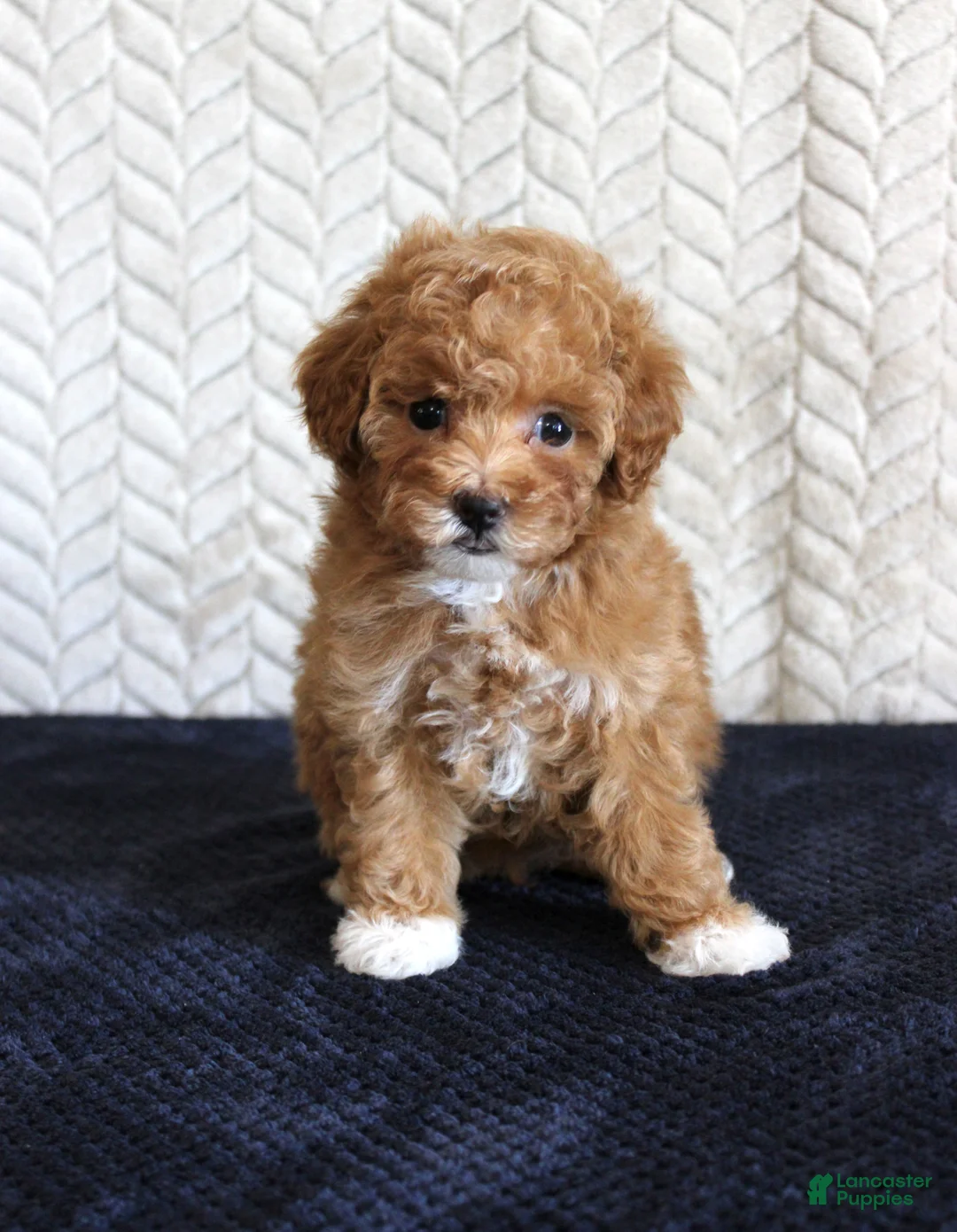 Toy Poodle dogs for sale: Summer - Ad 1