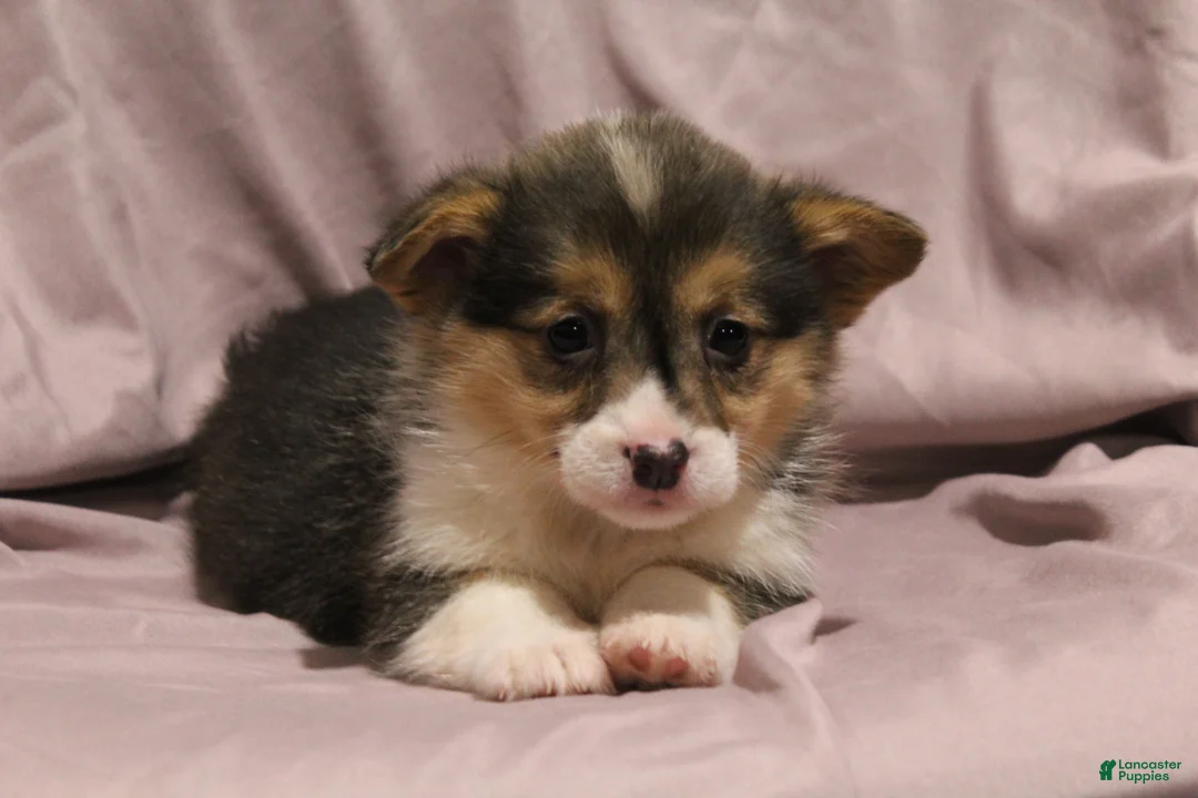 Welsh Corgi Pembroke dogs for sale: Miley - Ad 3