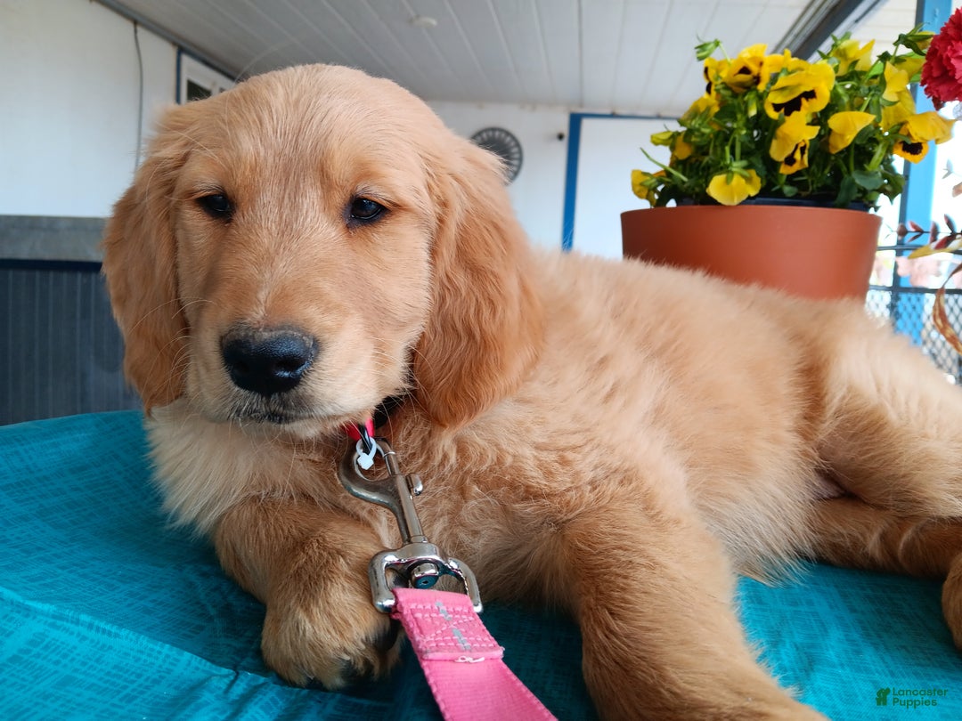 Golden Retriever dogs for sale: Sport - Ad 18