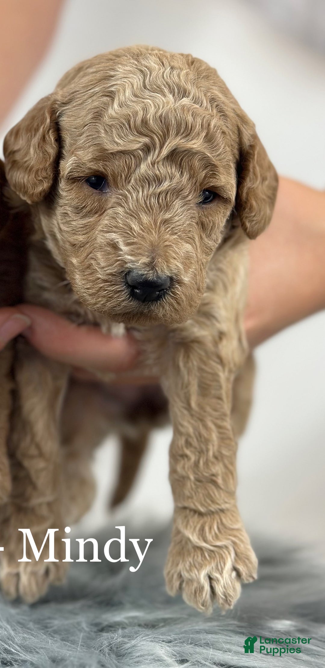 Goldendoodle dogs for sale: Mindy - Ad 4