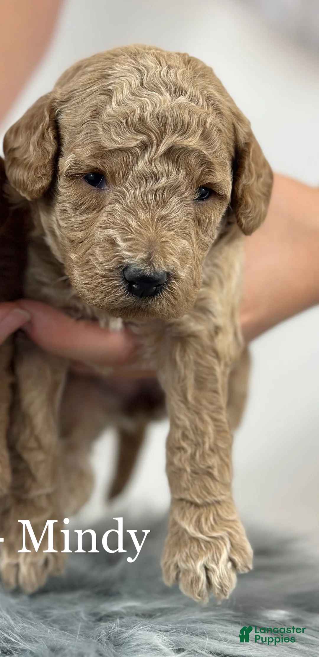 Goldendoodle dogs for sale: Mindy - Ad 4