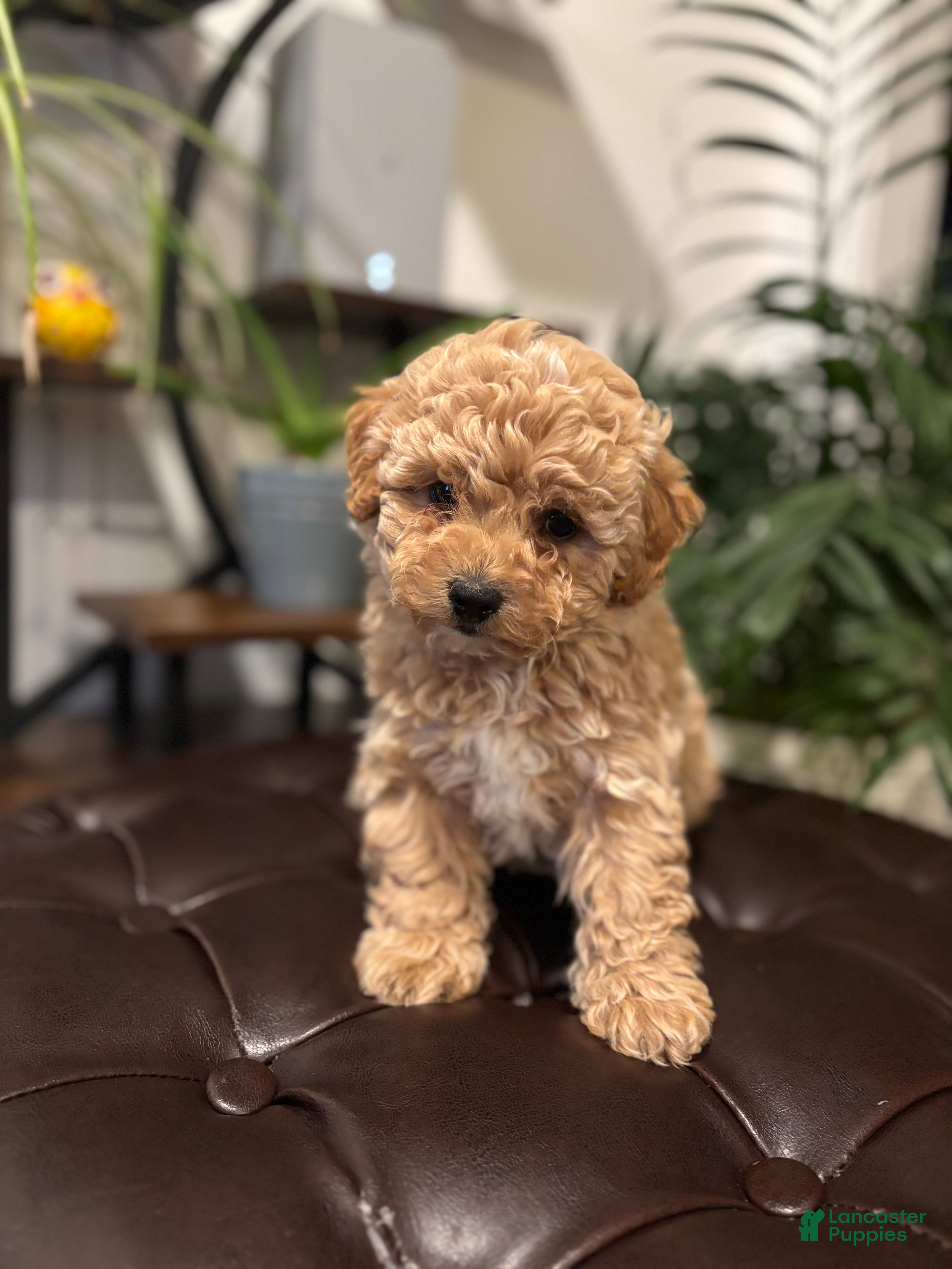 Maltipoo dogs Marco - Ad 2