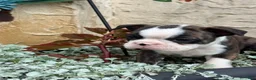 Boston Terrier dogs for sale: Kathi - Ad 11