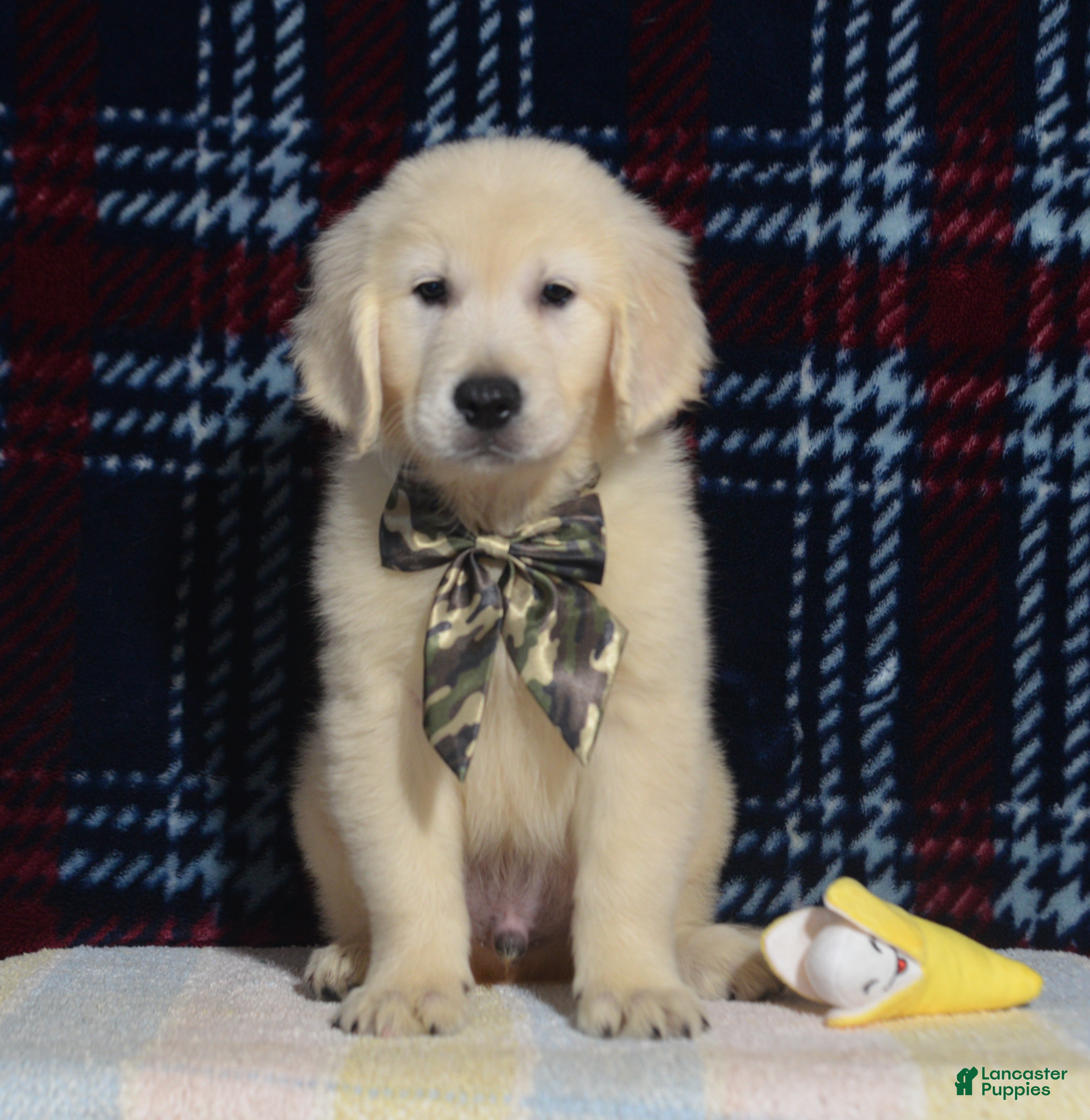 Golden Retriever dogs Taylor - Ad 2