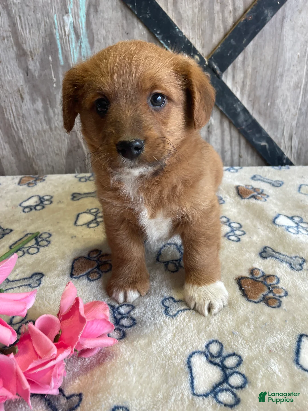 Corgipoo dogs for sale: Murphy - Ad 4