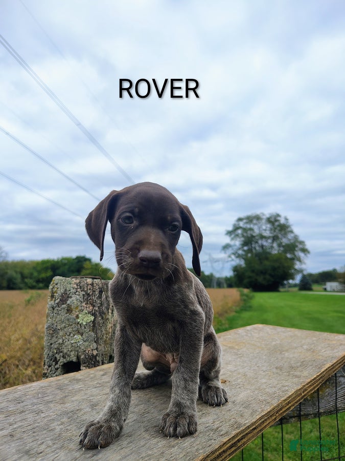 Rover