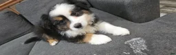 Miniature Australian Shepherd dogs for sale: Oreo - Ad 3