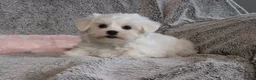 Maltese dogs for sale: Princess - Ad 4