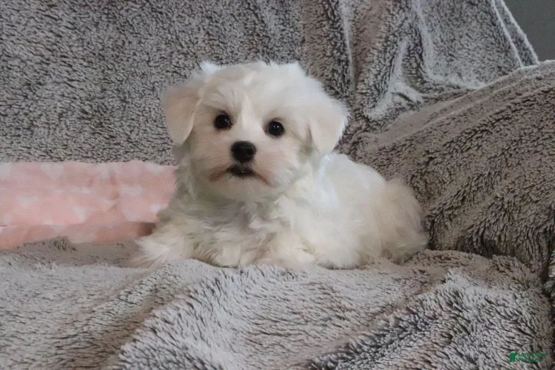 Maltese dogs for sale: Princess - Ad 4