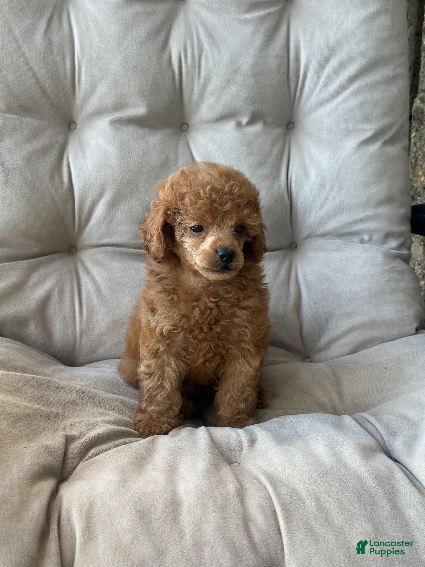 Toy Poodle dogs AKC Rocko - Ad 14