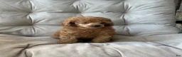 Toy Poodle dogs for sale: AKC Rocko - Ad 1