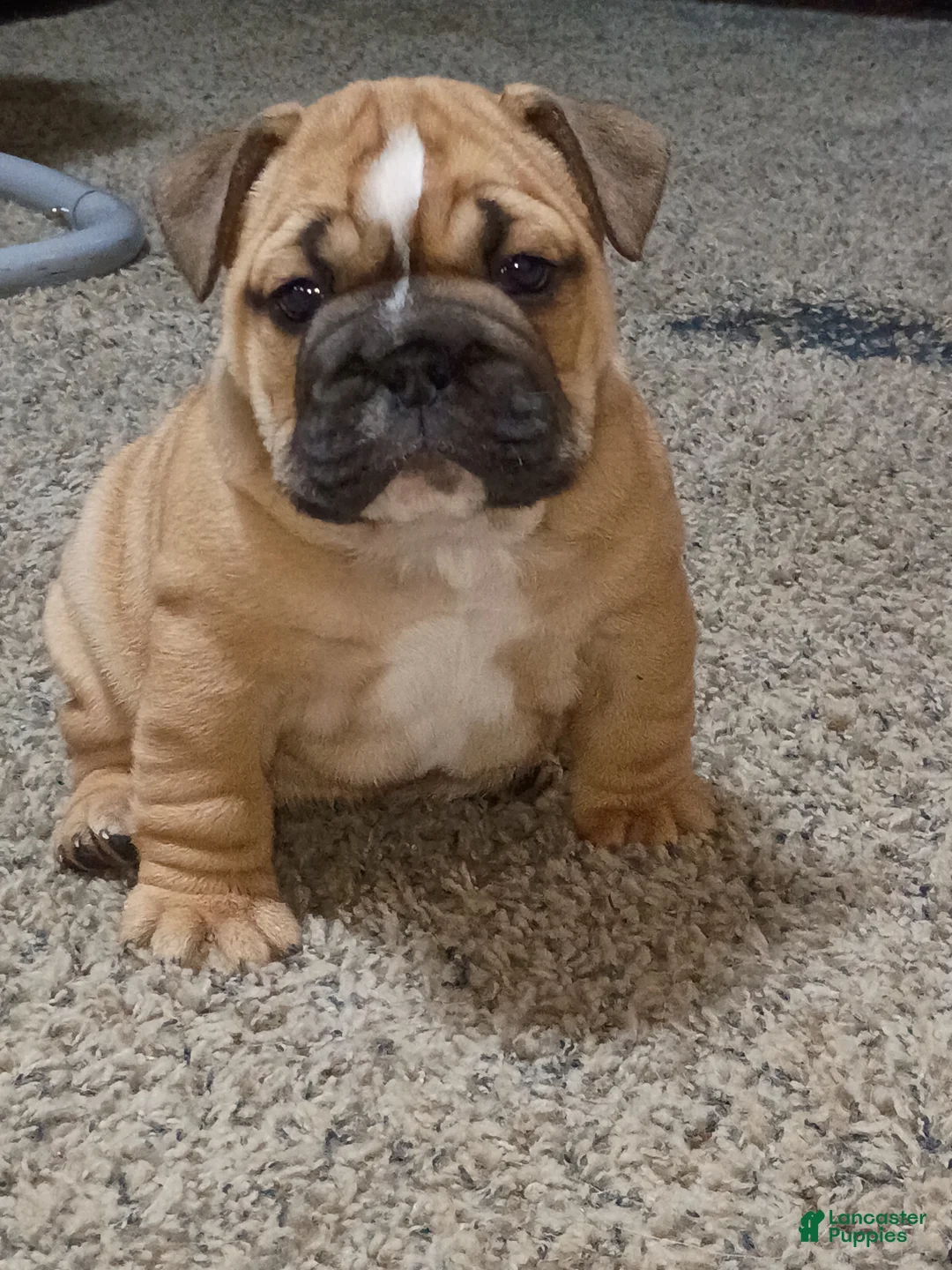 English Bulldog dogs for sale: English Bulldog Puppy 2 - Ad 2