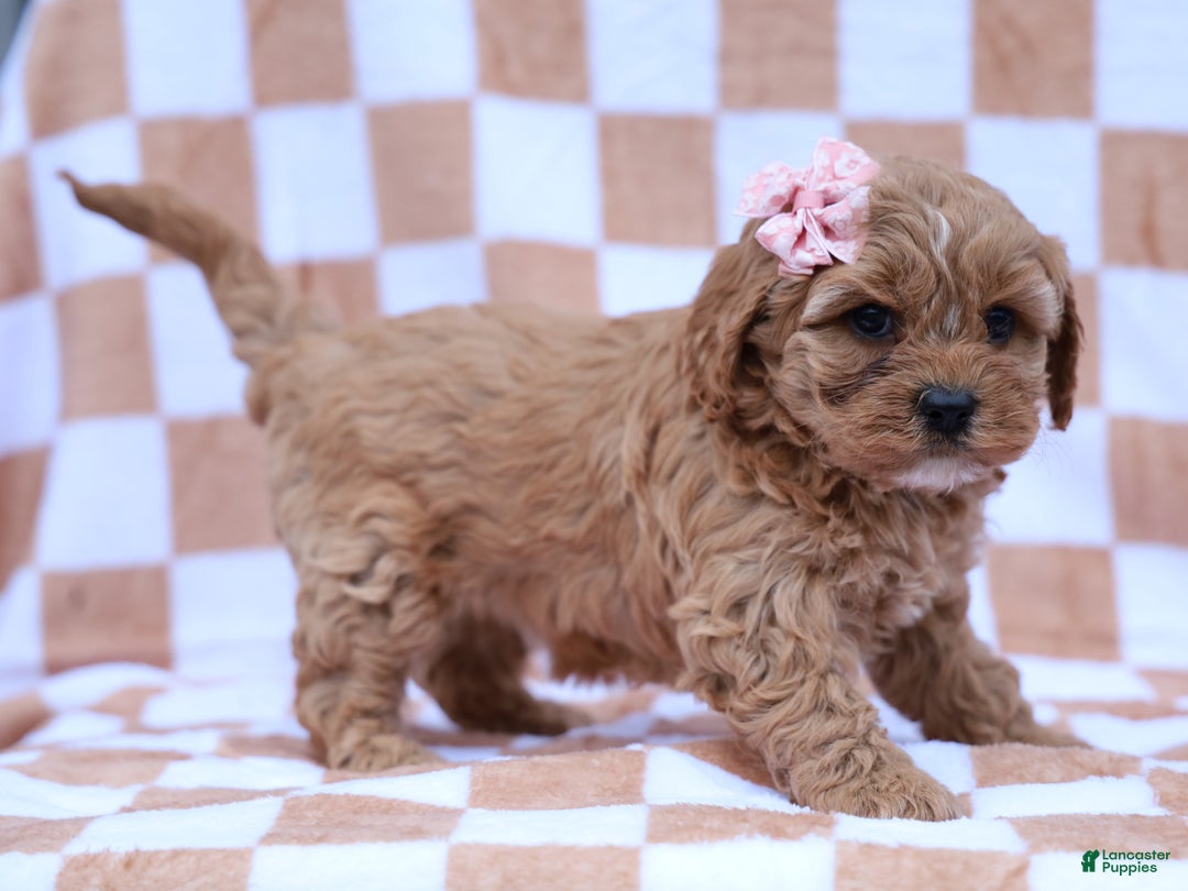 Cavapoo dogs for sale: Pansy Cavapoo Puppy - Ad 3
