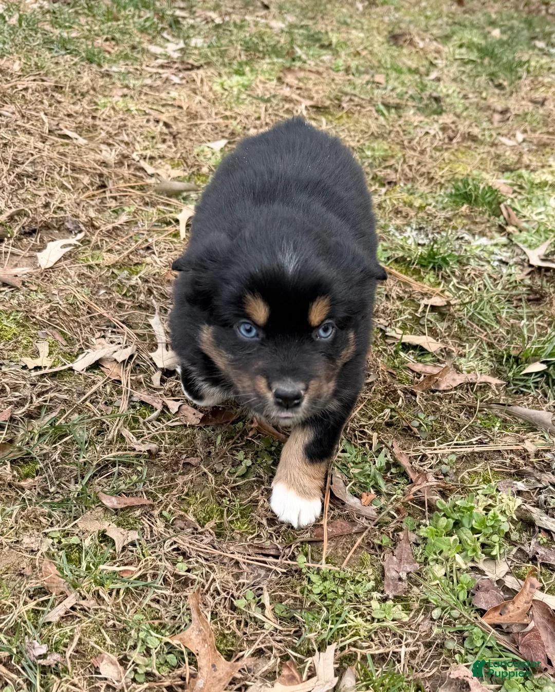 Australian Shepherd dogs for sale: Sugar - Ad 5