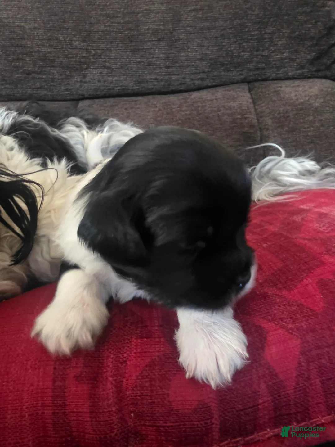 Teddy Bear dogs for sale: Teddy Bear Puppy 2 (Barker) - Ad 2
