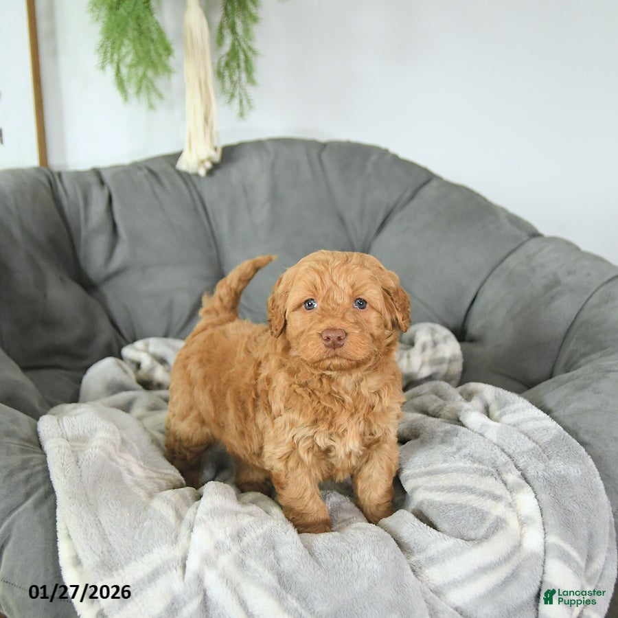 Mini Goldendoodle dogs Cupid - Ad 31