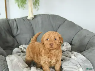 Mini Goldendoodle dogs Cupid - Ad 31