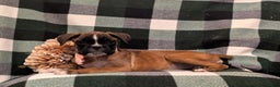 Boxer dogs for sale: Tawnie - Ad 3