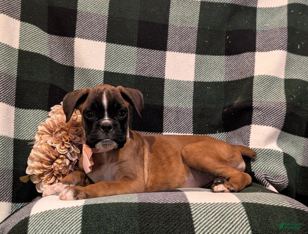 Boxer dogs for sale: Tawnie - Ad 3