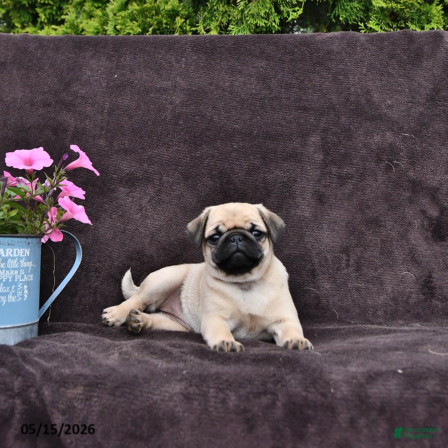 Pug dogs for sale: Dusty - Ad 1