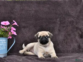 Pug dogs for sale: Dusty - Ad 1