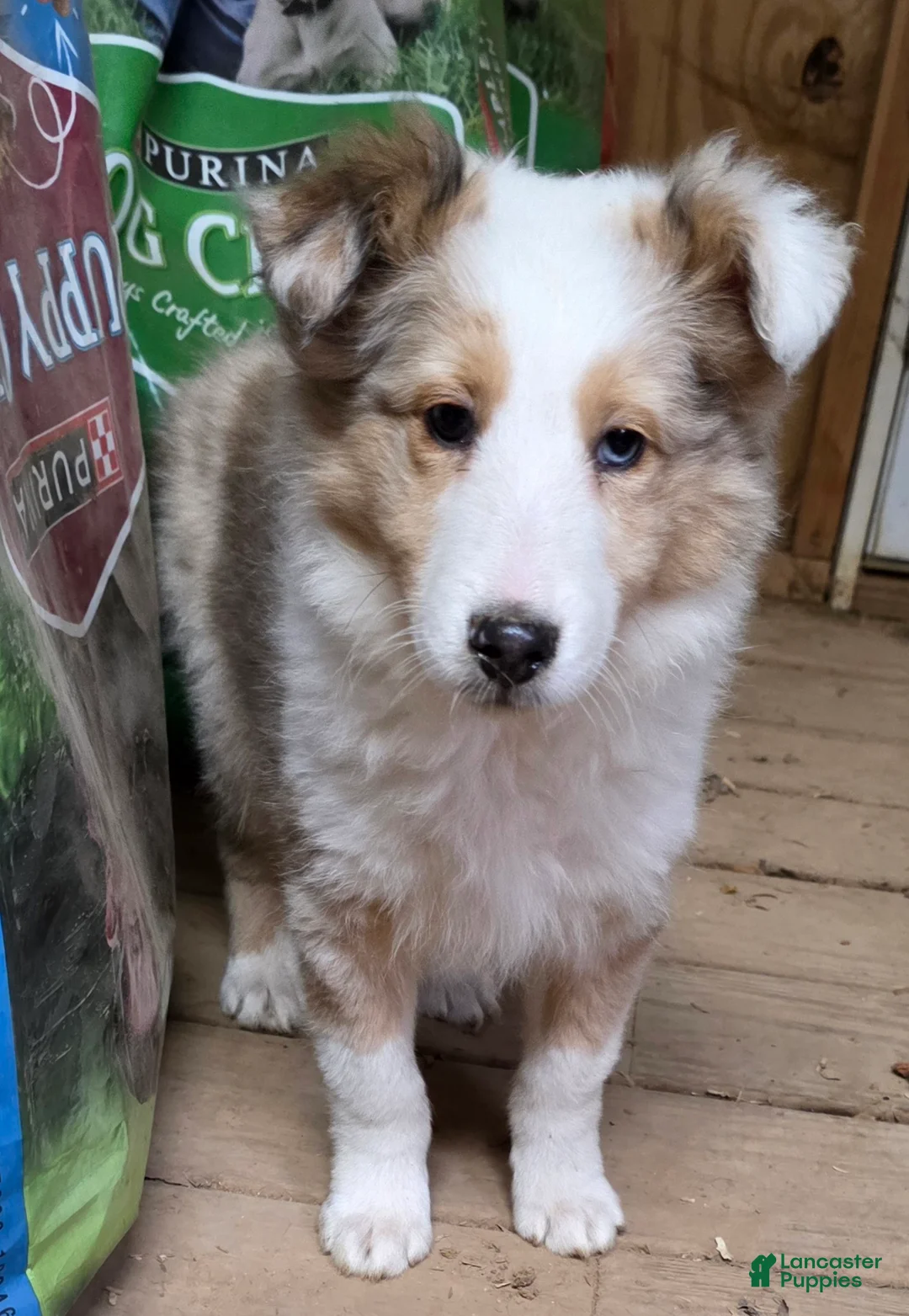 Shetland Sheepdog dogs for sale: Shetland Sheepdog Puppy 4 - Ad 2