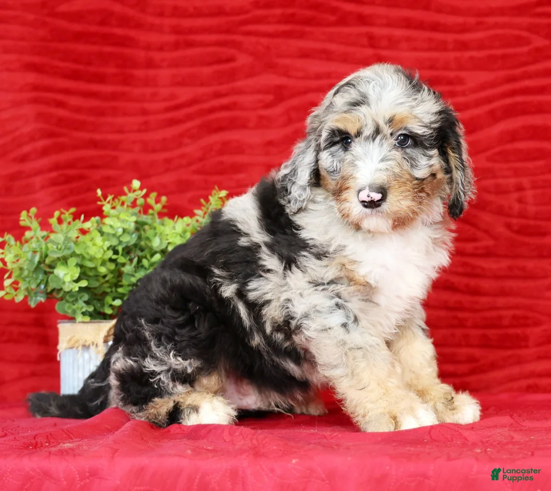 Sheepadoodle dogs for sale: Max - Ad 4