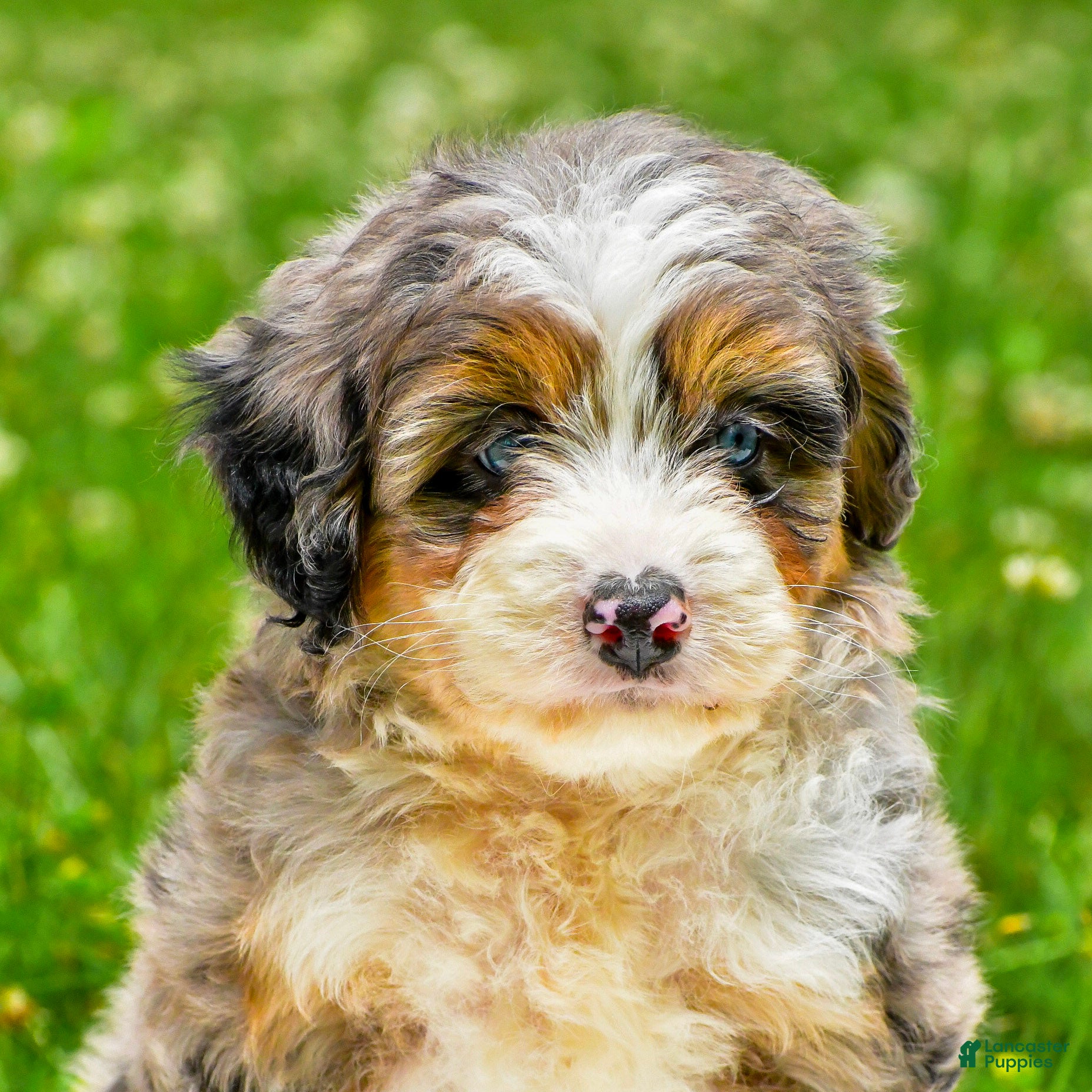 Mini Aussiedoodle dogs Gabby - Ad 1