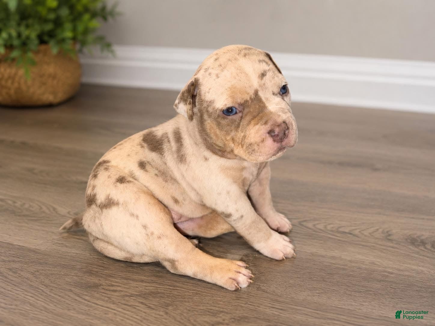 American Bully dogs Mixed Breed Puppy 1 - Ad 2
