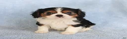Cavalier King Charles Spaniel dogs for sale: Checkers - Ad 3