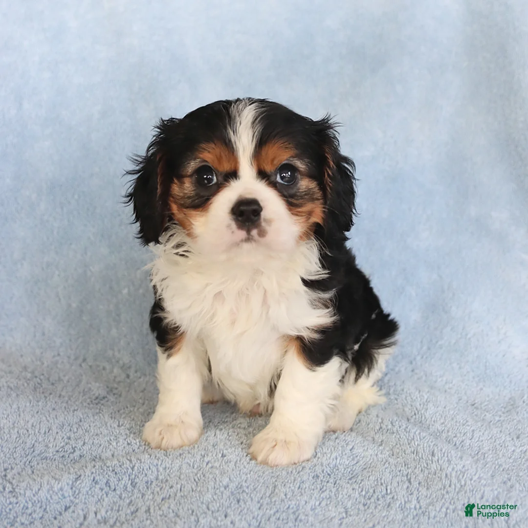 Cavalier King Charles Spaniel dogs for sale: Checkers - Ad 3