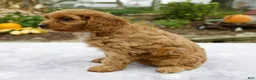 Cavapoo dogs for sale: Tilly - Ad 5