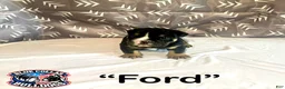 English Bulldog dogs for sale: English Bulldog Puppy - Ford - Ad 3