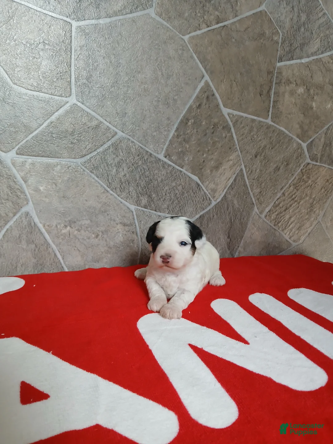 Toy Poodle dogs for sale: Twilight - Ad 1